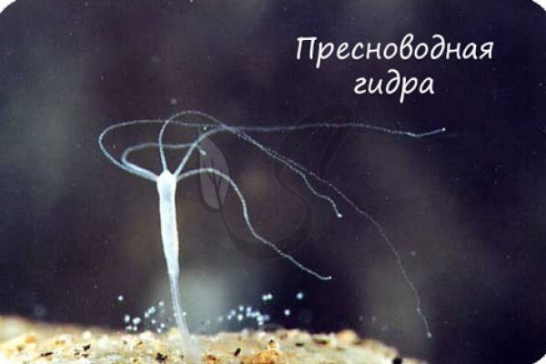 Кракен сайт войти
