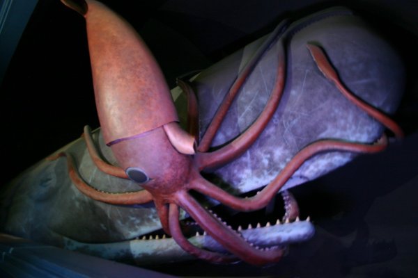 Kraken рабочее зеркало