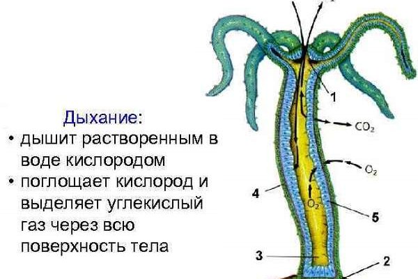 Официальная тор ссылка кракен сайта