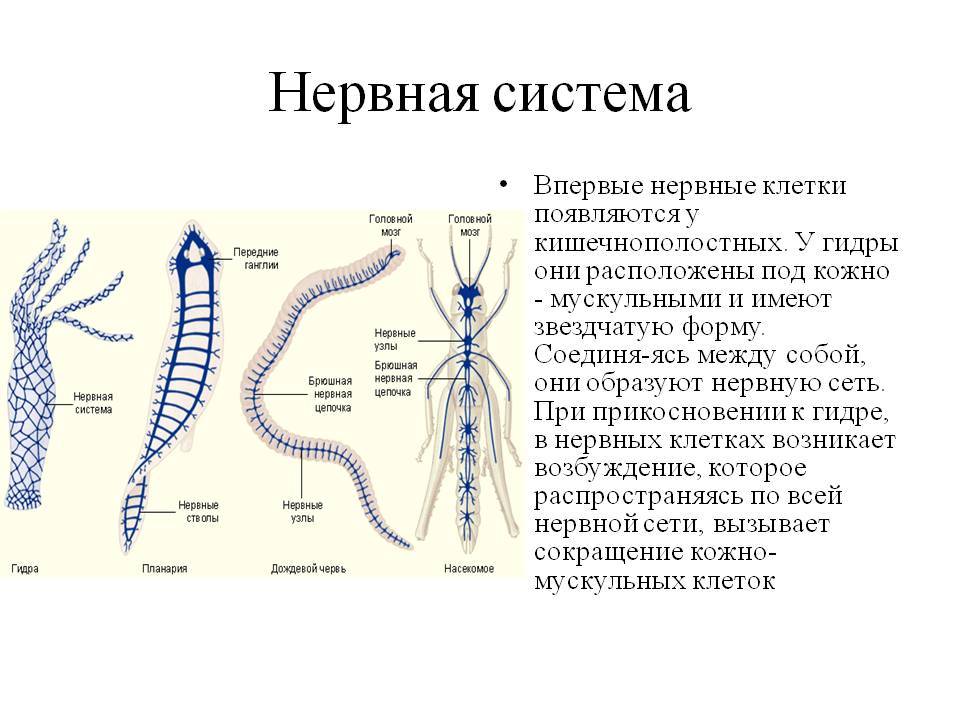 Кракен сайт бошки